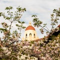 Hover Tower in Stanford University framed with sacura blooming