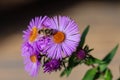 Hoverflie Syrphidae family on the European Michaelmas daisy Aster amellus