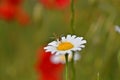 Hoverflies and daisy with background limpid green