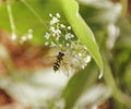 Yellow hoverfly