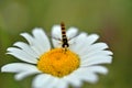 Hoverflies and daisy with background limpid green