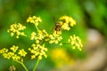 Hoverflies, Also Called Flower Flies Or Syrphid Flies, Make Up The Insect Family Syrphidae