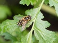Hoverflies are Common in Alaska