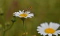 Hoverflies and daisy with background limpid green