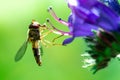 Hoverflies eats nectar from a flower, Syrphidae