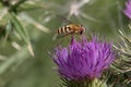 Yellow and black banded female hoverfly, Syrphus ribesii, on a purple thistle flower, close up, side view, blurred background Royalty Free Stock Photo