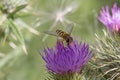 Yellow and black striped female hoverfly, Syrphus ribesii, on a purple thistle flower, close up, above view, blurred background Royalty Free Stock Photo