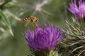 Yellow and black striped hoverfly, Syrphus ribesii, on a purple thistle flower, close up, side view, diffuse background Royalty Free Stock Photo