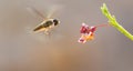 hoverfliesInsectIn flight Royalty Free Stock Photo