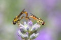 Hoverflies mating on Lavender `Ashdown Forest` Lavandula angustifolia