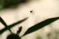 Hoverflies mating in mid-air with silhouette of plants