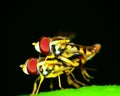 Hoverflies Mating
