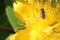 Yellow and black stripy hoverfly, Syrphus ribesii, on a yellow hypericum flower, female close up, above view, yellow background Royalty Free Stock Photo