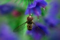 Hoverflies sits on a flower, Syrphidae