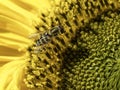 Hoverfly Closeup on a Sunflower