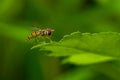 Hoverflies Syrphidae perching on green leaf Royalty Free Stock Photo