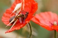 Hoverflies on wolf poppy Royalty Free Stock Photo
