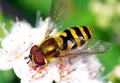 Hoverfly Royalty Free Stock Photo
