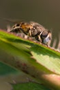 Hoverfly Royalty Free Stock Photo