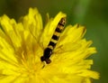 Hoverfly