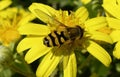 Hoverfly