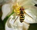 Hoverfly Royalty Free Stock Photo