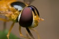 Hoverfly