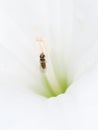 Hoverfly aka flower or syrphid fly in beautiful white datura.