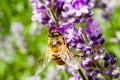 Hoverfly also called flower fly or syrphid fly, make up the insect family Syrphidae. Royalty Free Stock Photo