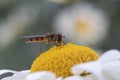 Hoverfly on Anthemis tinctoria \'E.C.Buxton\' Royalty Free Stock Photo