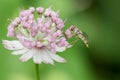 Hoverfly on astrantia flower Royalty Free Stock Photo