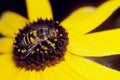 Hoverfly on Black-Eyed Susan Royalty Free Stock Photo