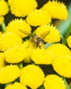 Hoverfly on blooming common tansy, macro, selective focus