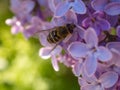 Hoverfly on blooming lilac