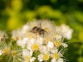Hoverfly on blooming white spirea Royalty Free Stock Photo