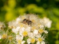Hoverfly on blooming white spirea
