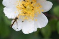 Hoverfly Feeding On Pollen From Blossom. Royalty Free Stock Photo