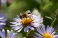 Hoverfly on a camomile Royalty Free Stock Photo