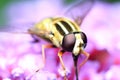 Hoverfly