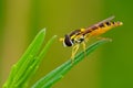 Hoverfly sitting motionless on a leaf of grass Royalty Free Stock Photo