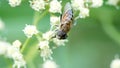 Hoverfly on a cluster of white flowers Royalty Free Stock Photo