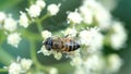 Hoverfly on a cluster of white flowers Royalty Free Stock Photo