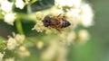 Hoverfly on a cluster of white flowers Royalty Free Stock Photo