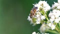 Hoverfly on a cluster of white flowers Royalty Free Stock Photo