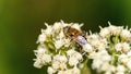 Hoverfly on a cluster of white flowers Royalty Free Stock Photo
