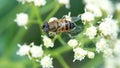 Hoverfly on a cluster of white flowers Royalty Free Stock Photo