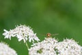 Hoverfly pollinating cow parsley, anthriscus sylvestris Royalty Free Stock Photo