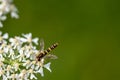 Hoverfly collecting nectar from cow parsley wild flower