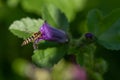 Hoverfly Collecting Pollen From Purple Plant. Royalty Free Stock Photo