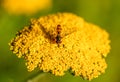 A hoverfly collects nectar on a yellow flower. Royalty Free Stock Photo